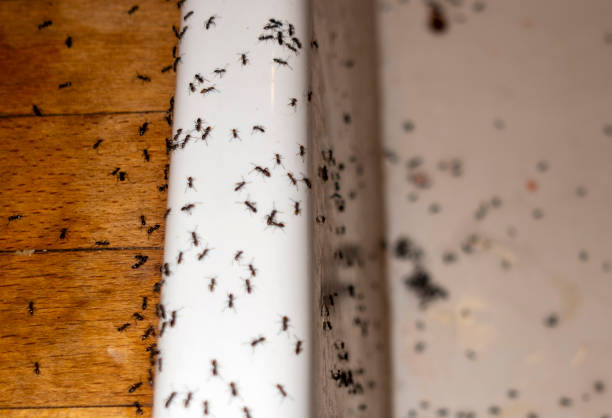 Best Pest Control Treatment  in Wendell, ID